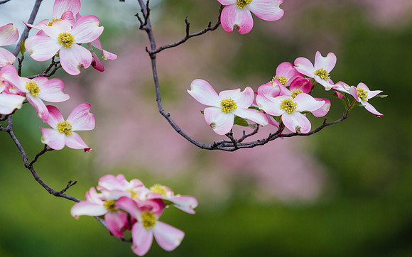 Pink Flowering Dogwood