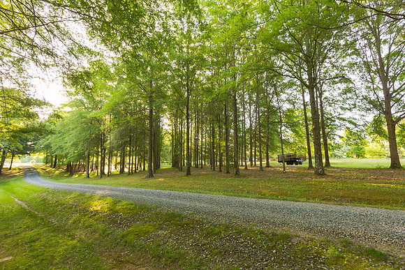 Road through the Woods
