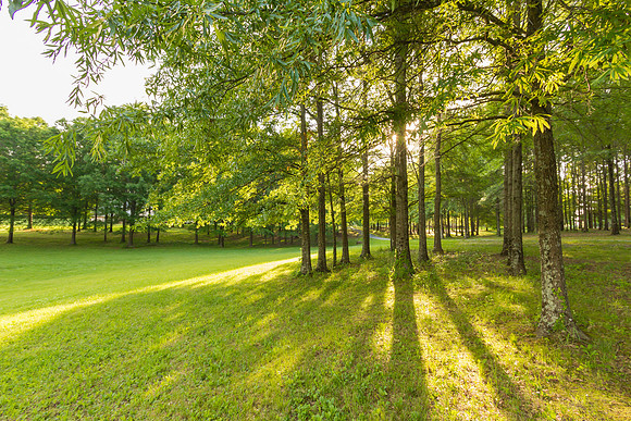 Nature Forest Trees