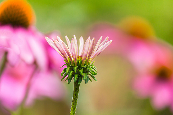 Cone Flower