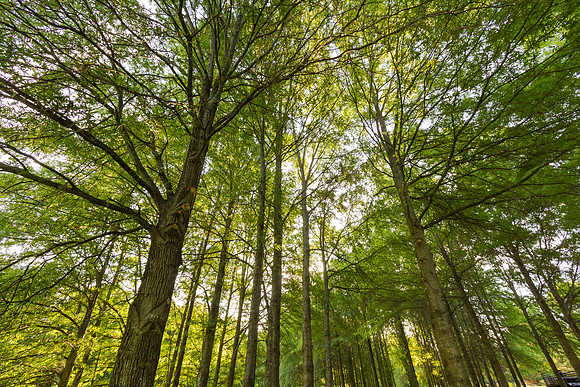 Nature Forest Trees