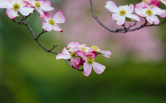 Pink Flowering Dogwood