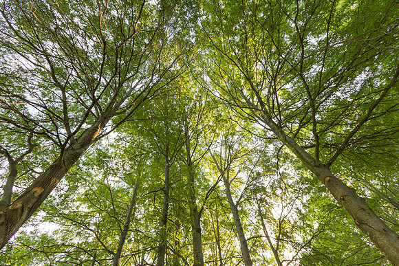 Nature Forest Trees