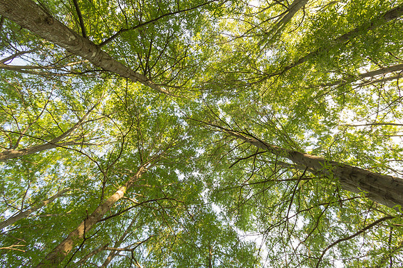 Nature Forest Trees