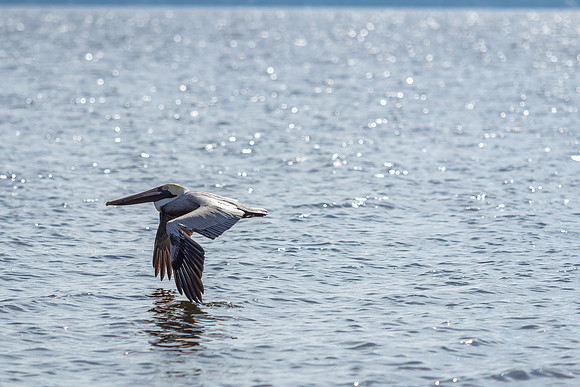 Brown Pelican
