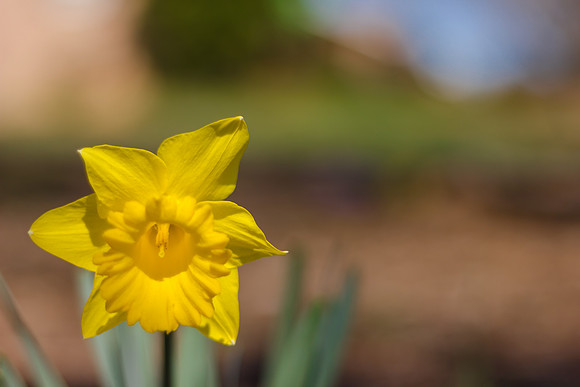 Dayliliy