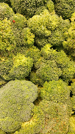 Broccoli