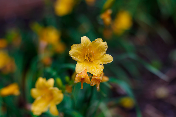 Day Lilies