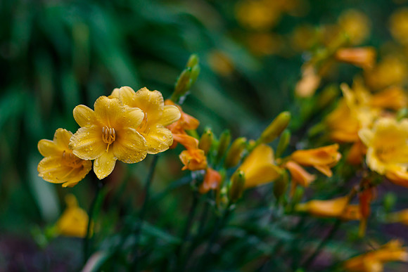 Day Lilies