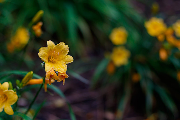 Day Lilies