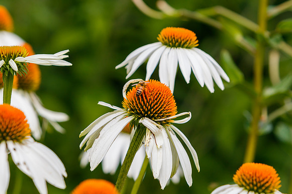 Cone Flowers