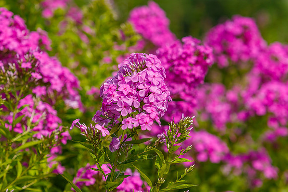 Purple Phlox