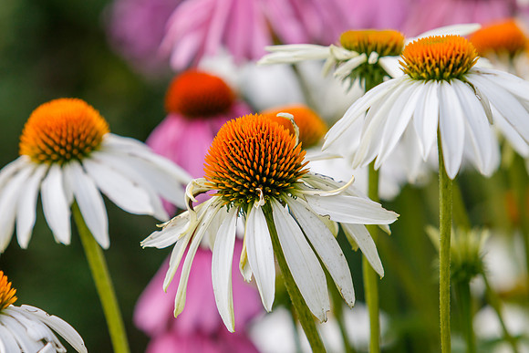 Cone Flowers