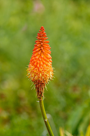 Red Hot Poker