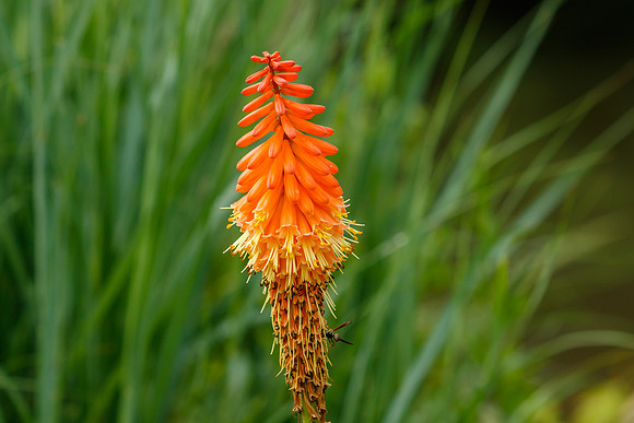 Red Hot Poker