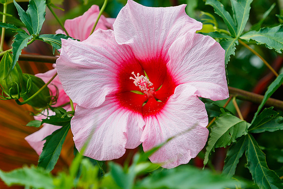 Lady Baltimore Hibuscus in bloom