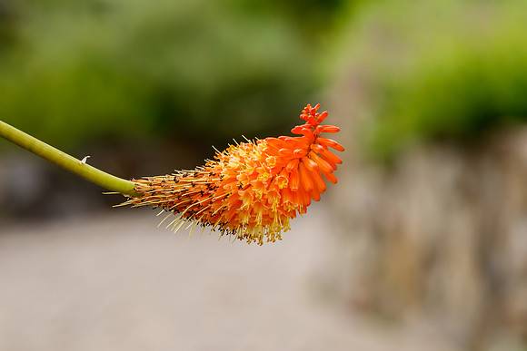 Red Hot Poker