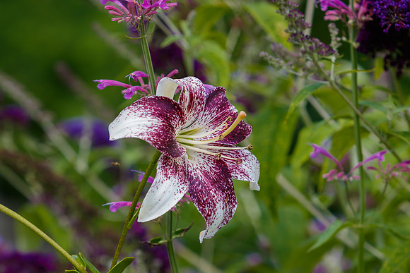 Purple and White Lily in bloom