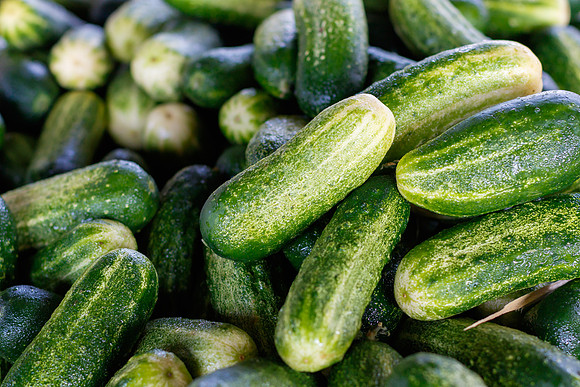 Fresh Cucumbers