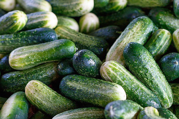 Fresh Cucumbers