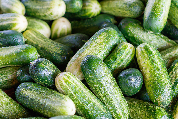 Fresh Cucumbers