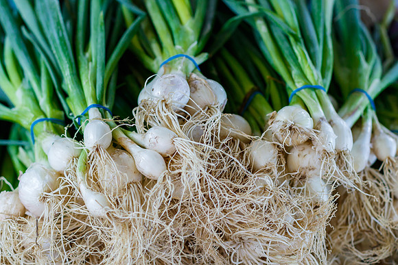 Fresh Scallions
