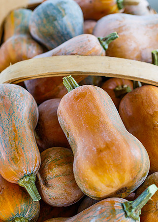 Fresh Honeynut Butternut Squash