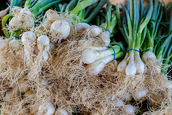 Fresh Scallions