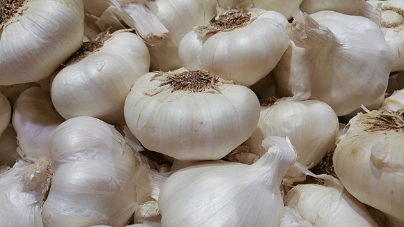 Garlic