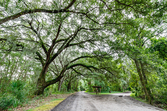 Live Oaks