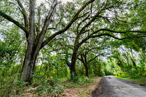 Live Oaks