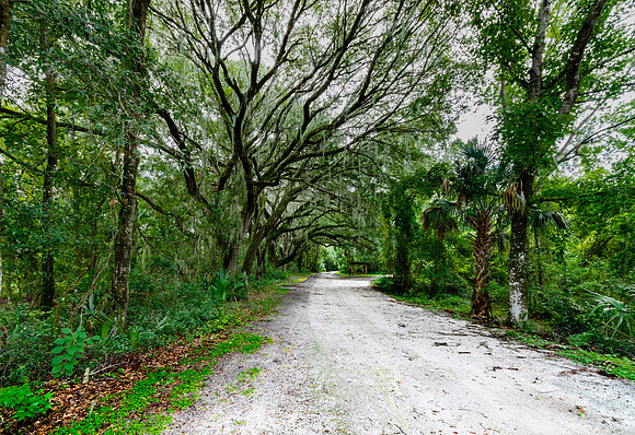 Live Oaks