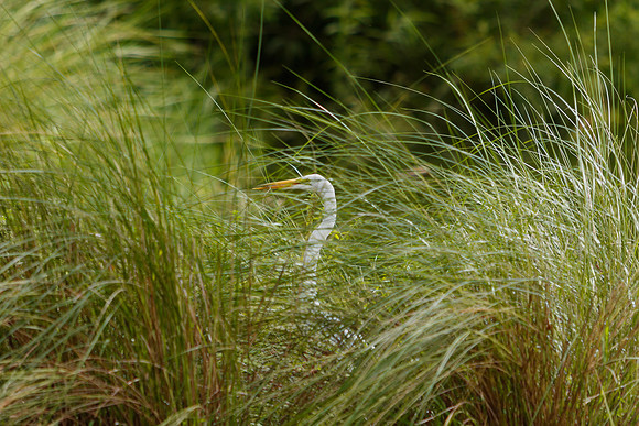 Great White Egret