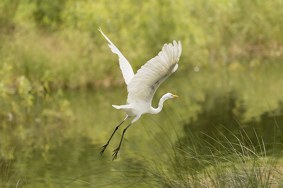 Great White Egret
