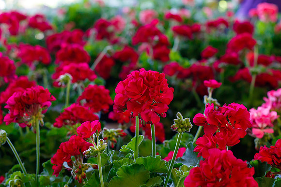 Red Geraniums