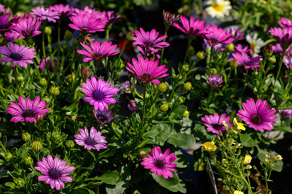 Purple Daisybush in bloom.