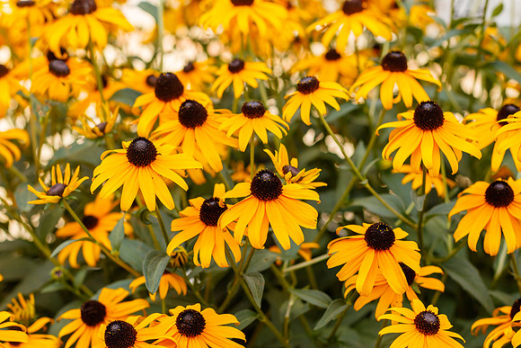 Black-eyed Susans in Bloom