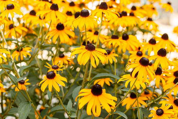 Black-eyed Susans in Bloom