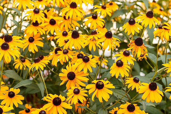 Black-eyed Susans in Bloom
