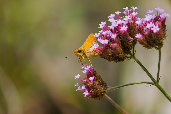 Butterfly on See-thourgh Verbena