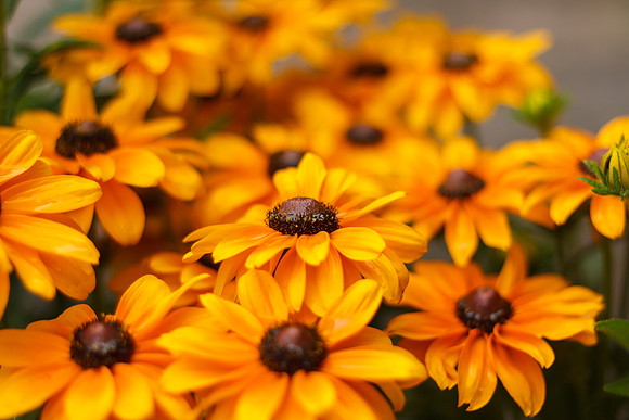Black-eyd Susans