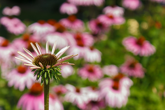 Cone Flower