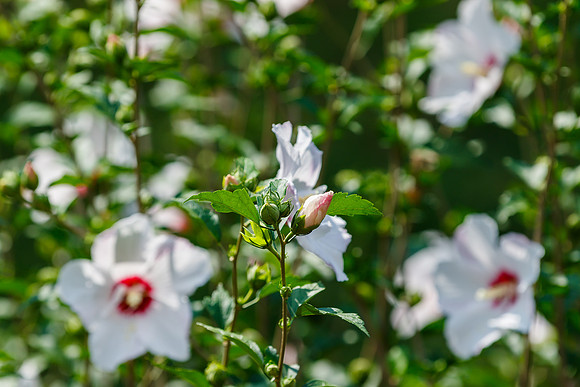 Rose of Sharon