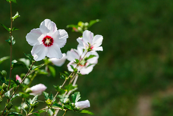 Rose of Sharon