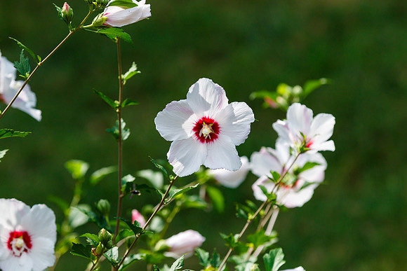 Rose of Sharon