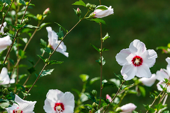 Rose of Sharon