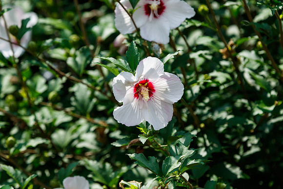 Rose of Sharon