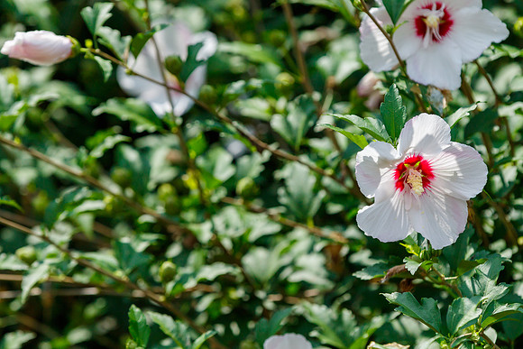 Rose of Sharon