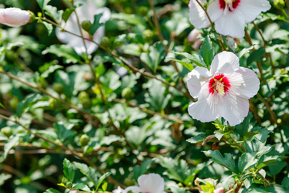 Rose of Sharon