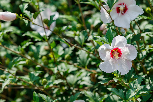 Rose of Sharon